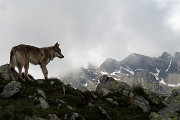 67 Un amico a quattro zampe in cresta